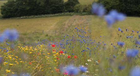 Bonhurst Farm wildflower margins