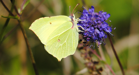 Brimstone butterfly