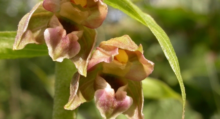 Broad leaved helleborine