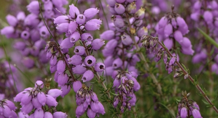 Bell Heather