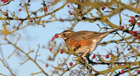 Redwing