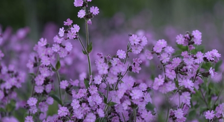 Red campion