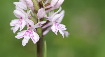 Common spotted orchid