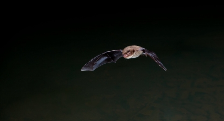 Daubenton bat