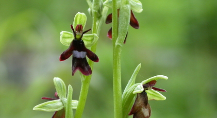 The flowers of a fly orchid, demonstrating their insect-like appearance
