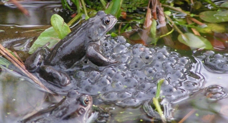 Common frog and spawn