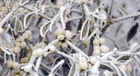 Frosty mistletoe