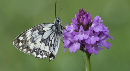 Pyramidal orchid