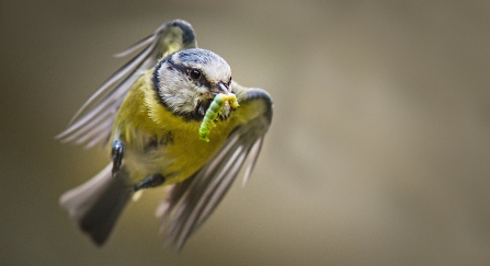 Blue tit