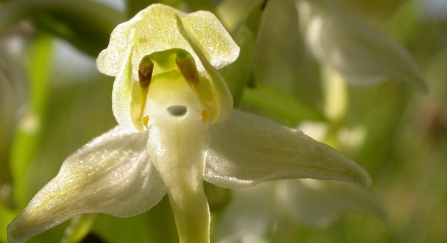 Greater butterfly orchid