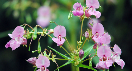 Himalayan balsam