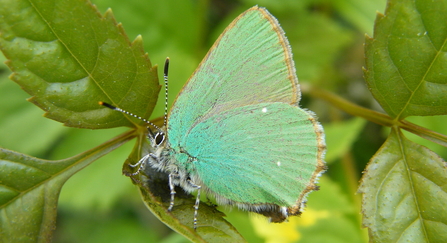 Green Hairstreak