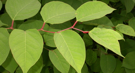 Japanese knotweed