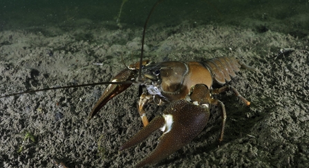 Signal crayfish