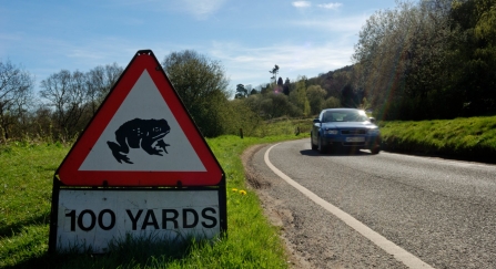 Toad crossing