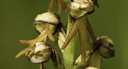 Man orchid