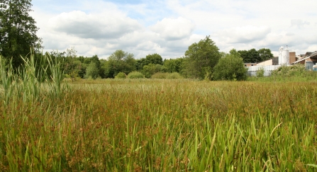 Wetland