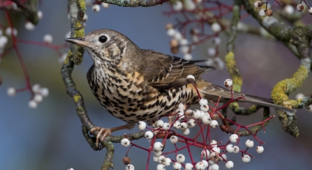 Mistle thrush