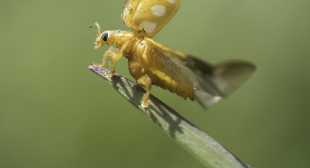 Orange ladybird 