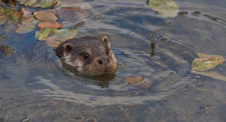 Otter