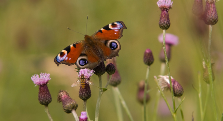 Peacock butterfly