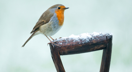 Robin in snow