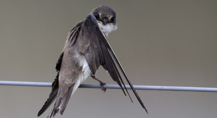 Sand martin