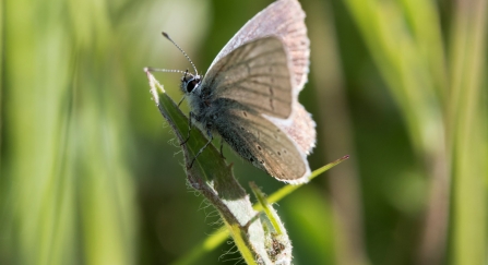 Small blue butterfly
