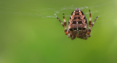 Garden spider