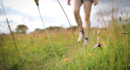 Walking in meadow