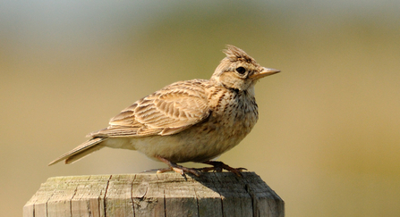Skylark