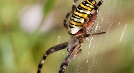 Wasp Spider