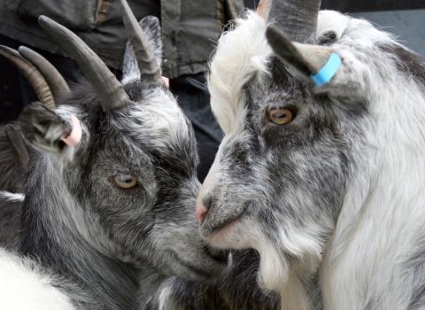 Goats