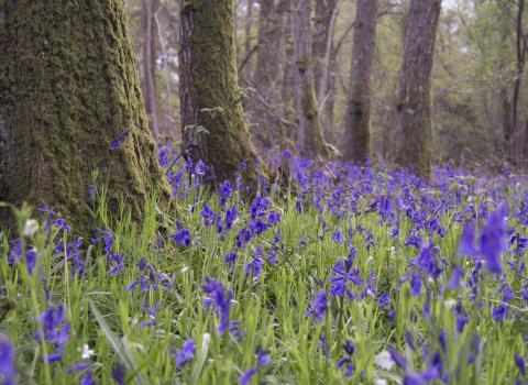 Bluebell wood in Surrey