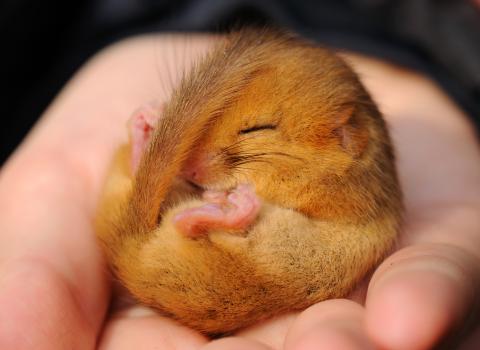 Dormouse in hand