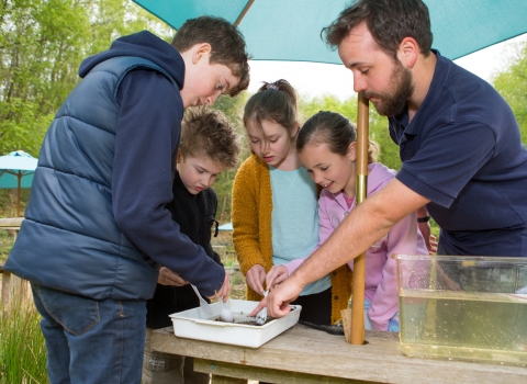 Pond dipping discovery