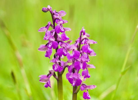 Green winged orchid