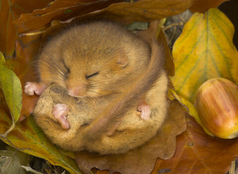 Hibernating dormouse