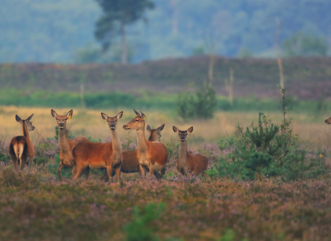 Red deer on Pirbright Ranges