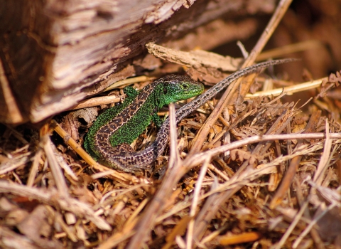 Sand lizard