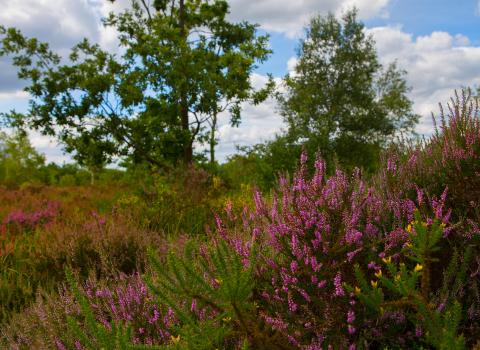 Heathland landscape