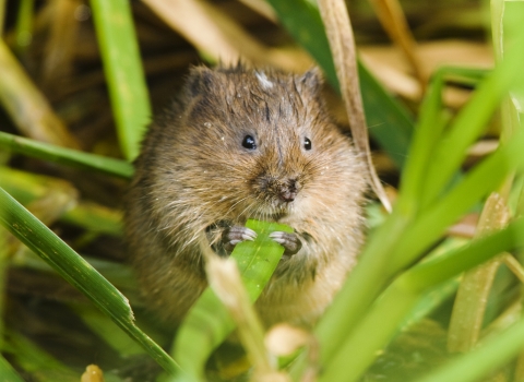 Water vole feeding