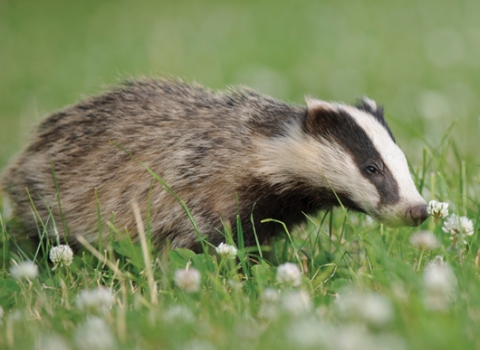 Badger in clover field
