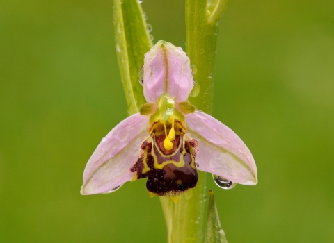 Bee orchid