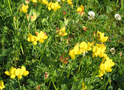 Common Bird's-foot-trefoil