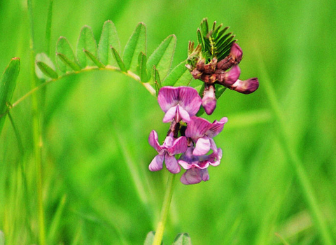 Bush Vetch