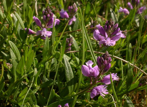 Common Milkwort