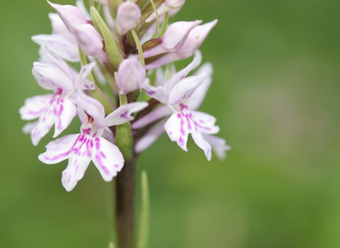 Common Spotted-orchid