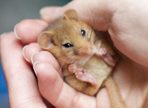 Dormouse in hands
