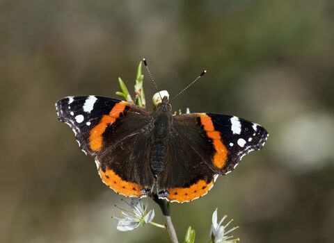 Red Admiral butterfly